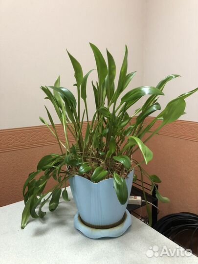 Дримиопсис