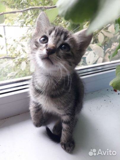 Котенок мальчик 1.5 месяца полосатый