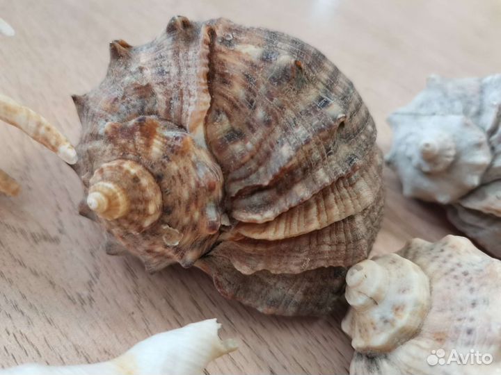 Морские ракушки