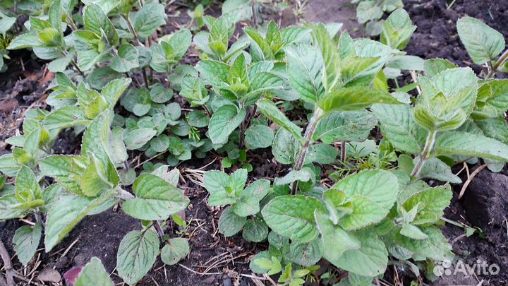 Мята, мелисса, душица, зверобой