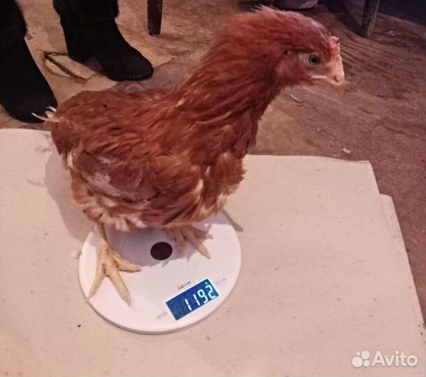 Куры несушки