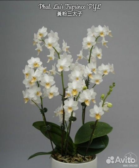 Орхидея фаленопсис Phal.Liu's Triprince 'PYL'