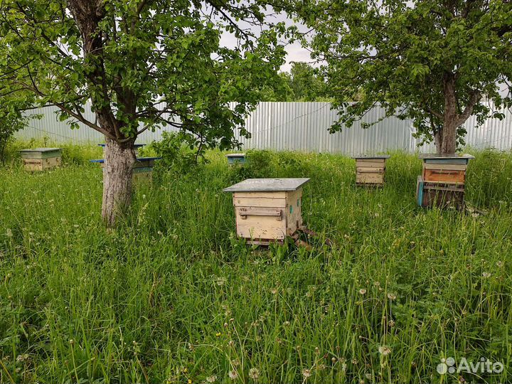 Пчелы с ульями