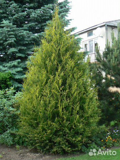 Хвойные растения (туи)