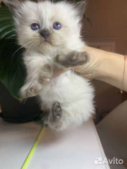 Невские маскарадные котята