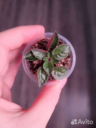 Фиалка мини трейлер