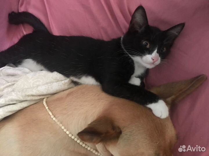 Котенок Феликс