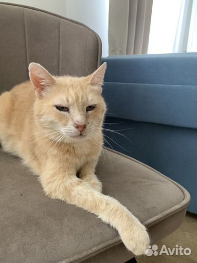 Кот в добрые руки
