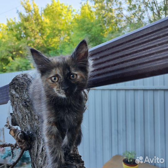 Очаровательная кошечка ищет дом