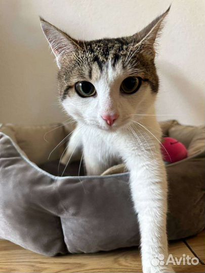 Котик Лео ищет дом