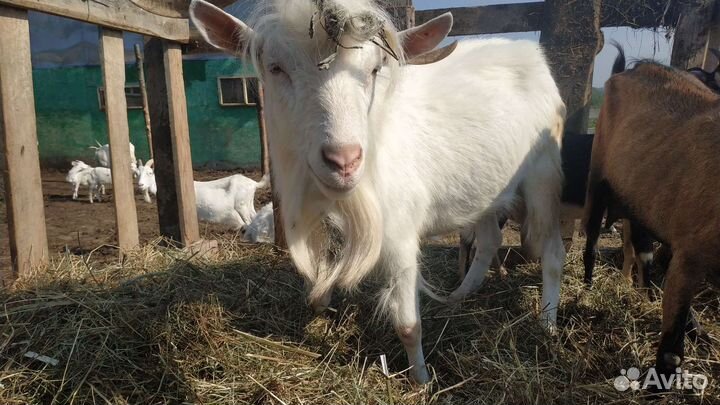 Стельная Корова и Рабочий Козел