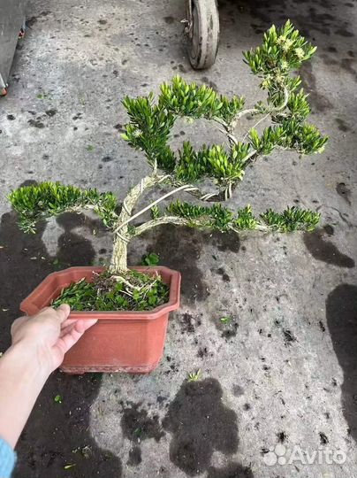 Кактус Пахицереус Прингла