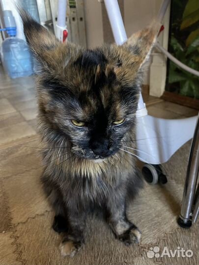 Кошка в дар