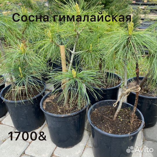 Ель голубая Глаука, лиственница, клен Гиннала