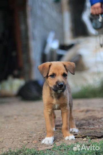 Маленькая собака в добрые руки бесплатно