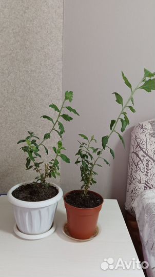 Хризантема Зембла