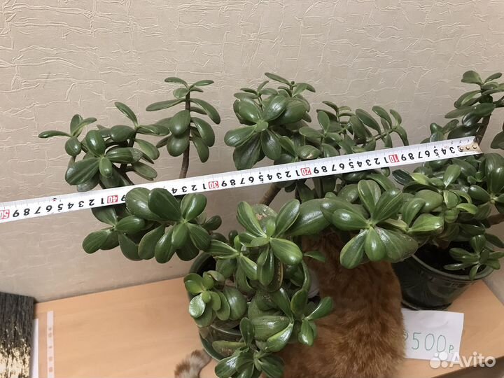 Денежное дерево толстянка крассула