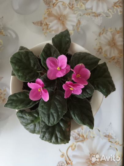 Фиалка розовая