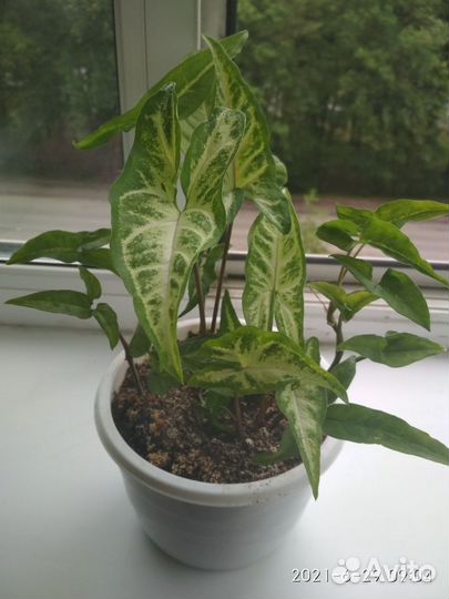 Комнатные цветы много разных