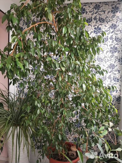 Фикус бенджамина большой