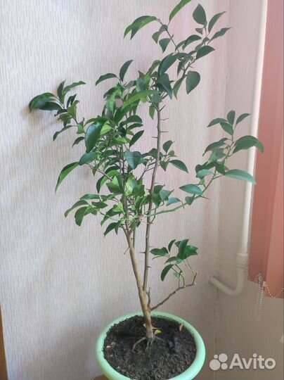 Цитрусовое дерево