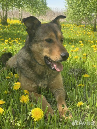 Собака в добрые руки отдам бесплатно