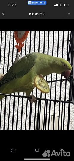 Ожереловый попугай