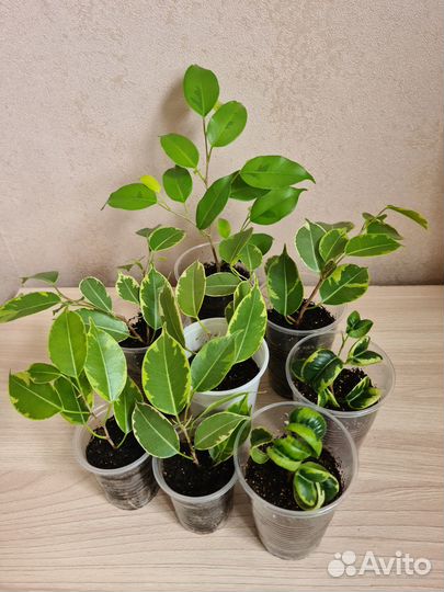Фикусы бенджамина разные сорта