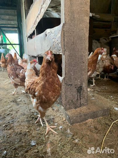 Куры молодки Браун ник