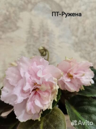 Фиалки сортовые стандарты, полумини, мини, трейлер