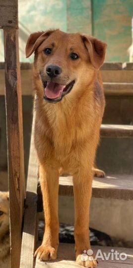 Щенки мальчики в добрые руки, 8 мес