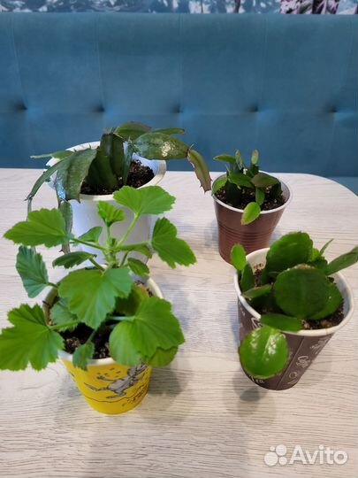 Пеларгония королевская,декабрист, рипсалидопсис