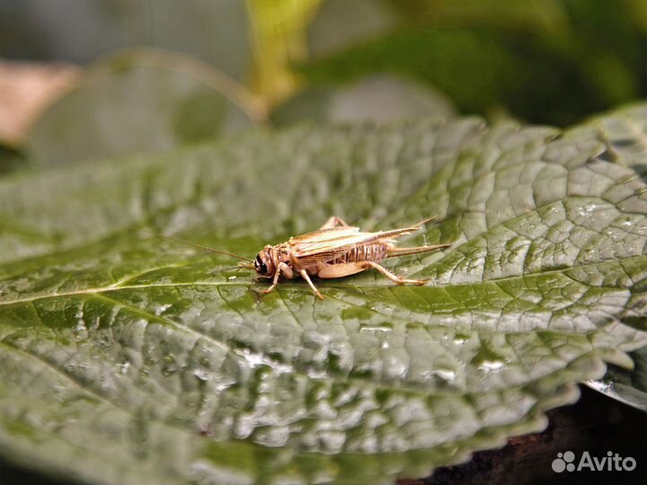 Сверчки домовые живые, корм для стрижей