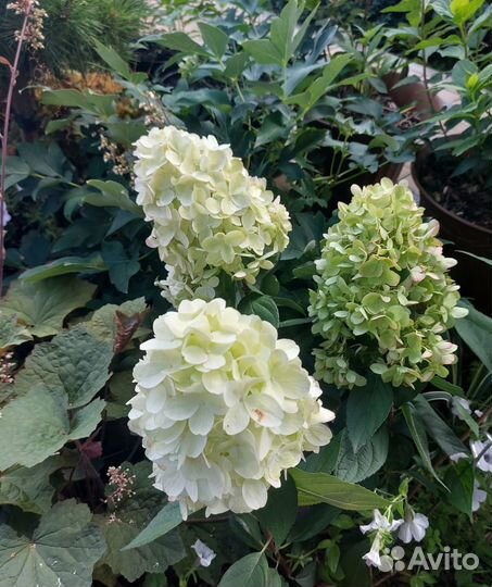 Блади Мэри(Bloody Marie) - Бонфаер