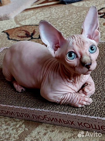 Канадский сфинкс. Бамбино