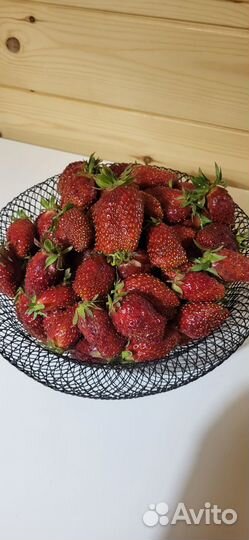 Рассада клубники Купчиха