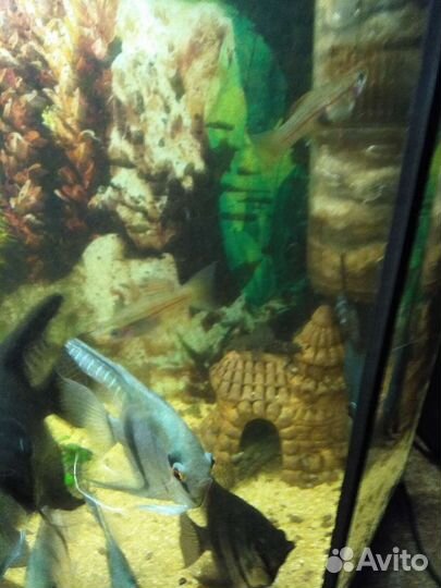 Аквариумные рыбки