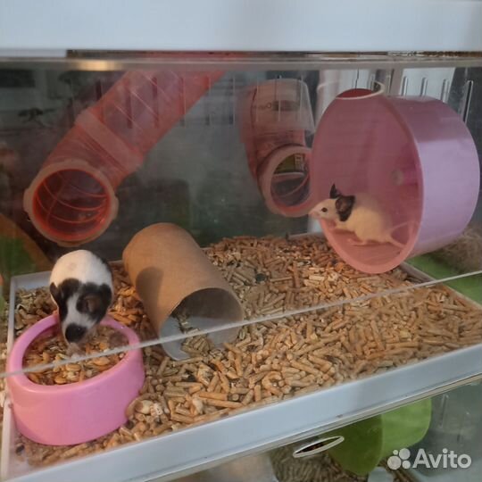 Японская (карликовая танцующая) мышь