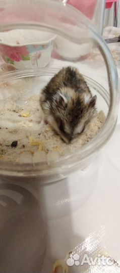 Джунгарский хомяк девочка