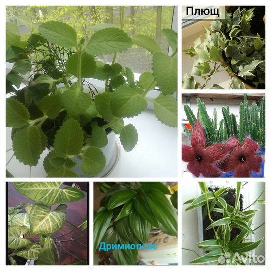 Комнатные растения. Черенки и рассада