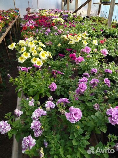 Цветы петунии ампельные