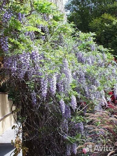 Глициния Китайская/Вистерия/саженцы