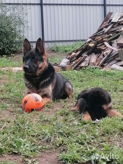 Щенки немецкой овчарки