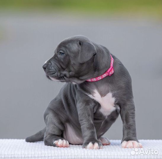 Щенок прайтера