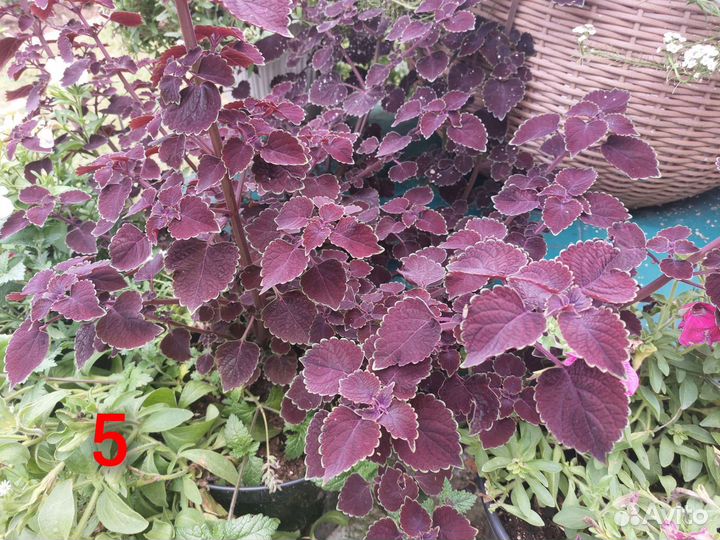 Колеусы. срезы