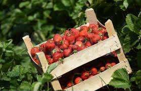 Участок 11,7 га (СНТ, ДНП)