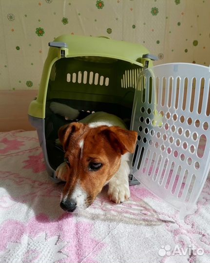 Новые Переноски для кошек и собак