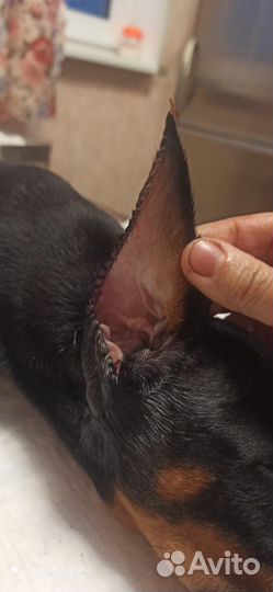 Купирование ушей любым породам