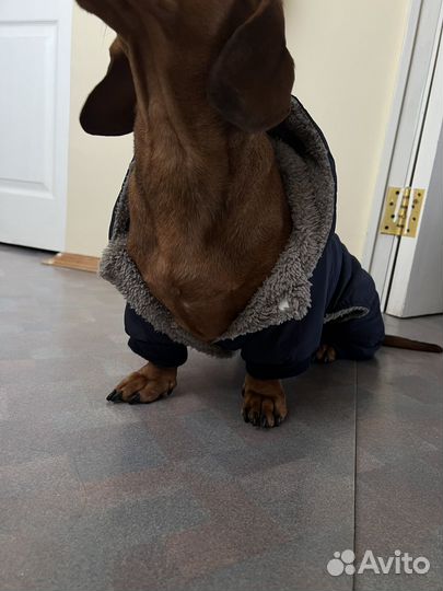 Зимний костюм для собак