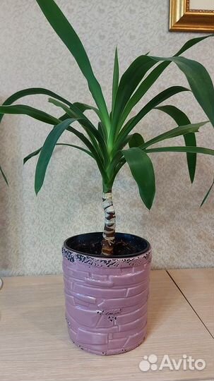 Гибискус, хойя, кливия и другие комнатные цветы